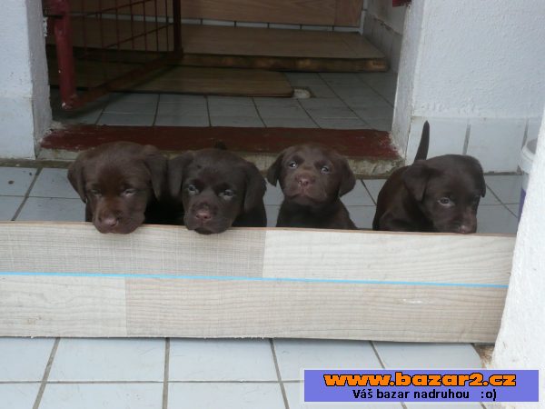 Labradorský retriever