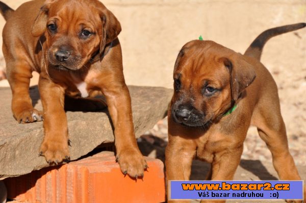 Rhodéský ridgeback štěňata s PP