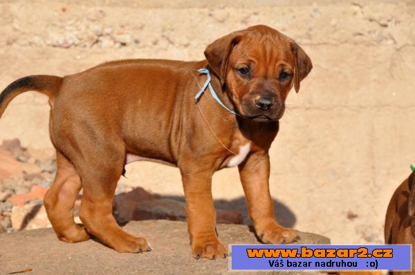 Rhodéský ridgeback štěňata s PP