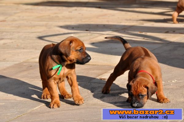 Rhodéský ridgeback štěňata s PP