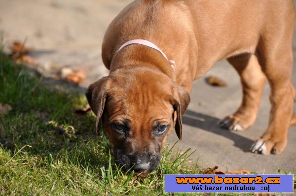 Rhodéský ridgeback štěňata s PP