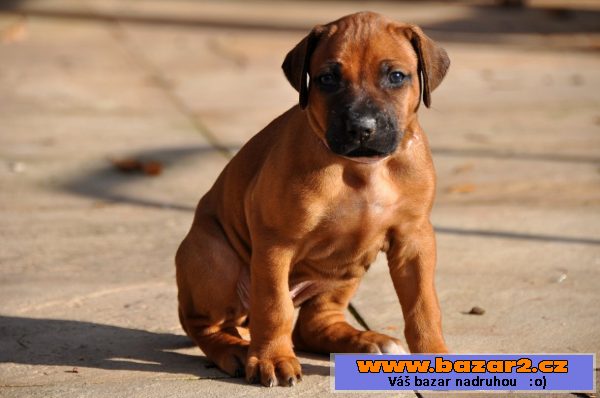Rhodéský ridgeback štěňata s PP