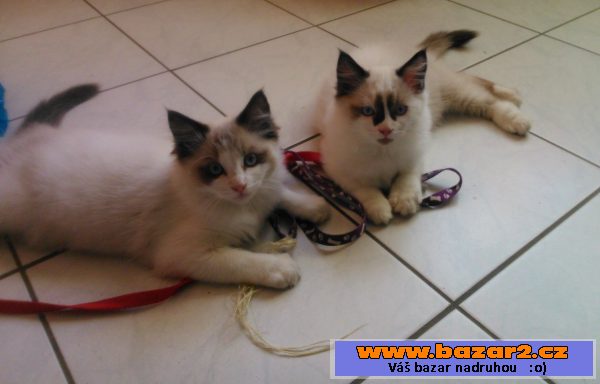 Ragdoll kotátka 