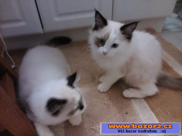 Ragdoll kotátka 
