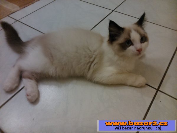 Ragdoll kotátka 