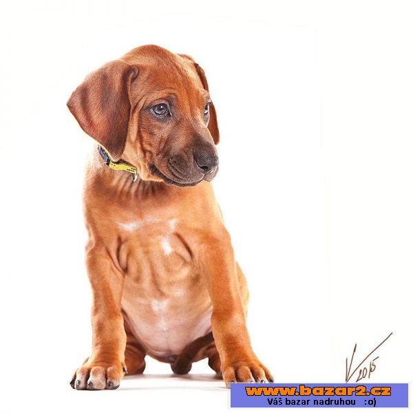 Rhodesian Ridgeback s PP