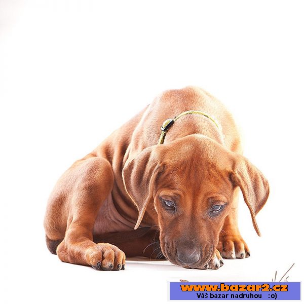 Rhodesian Ridgeback s PP