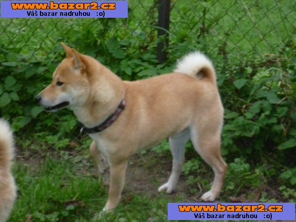 Krytí Shiba-Inu