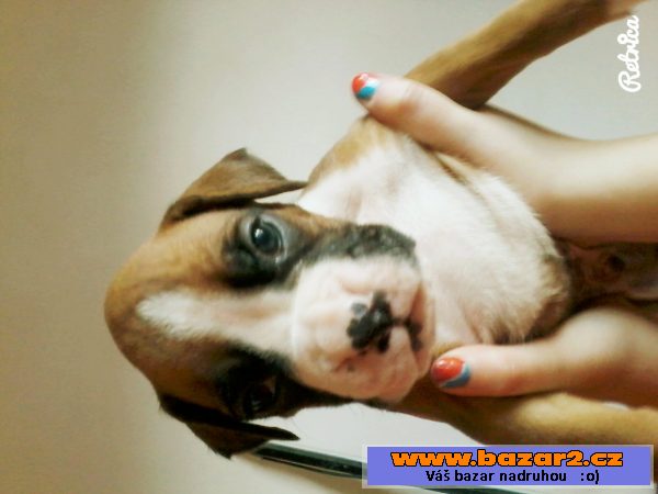 Boxer bez PP