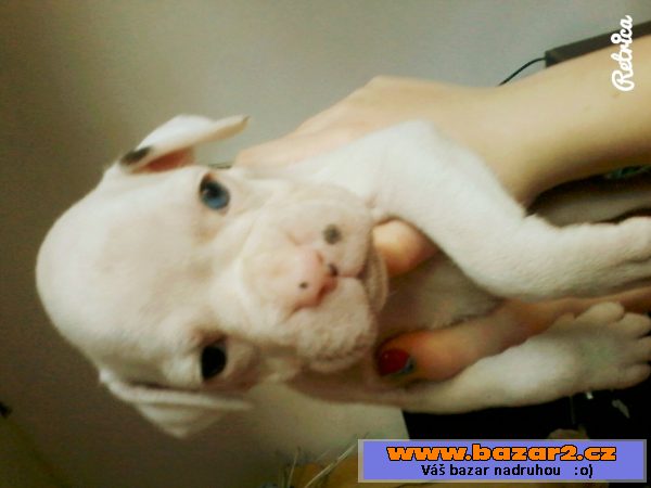 Boxer bez PP