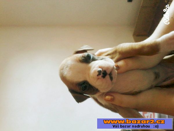Boxer bez PP
