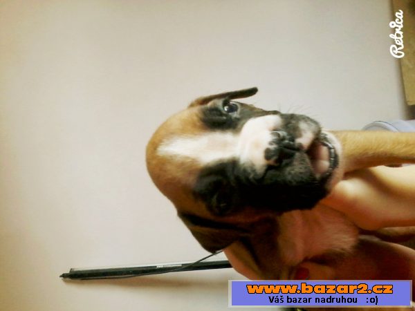 Boxer bez PP
