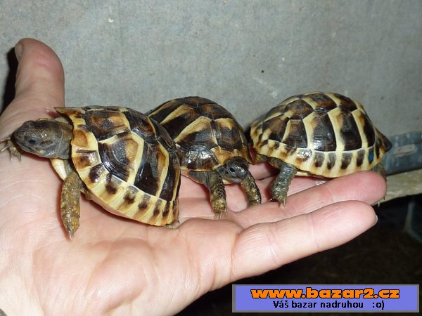 Želva zelenavá - Testudo hermanni