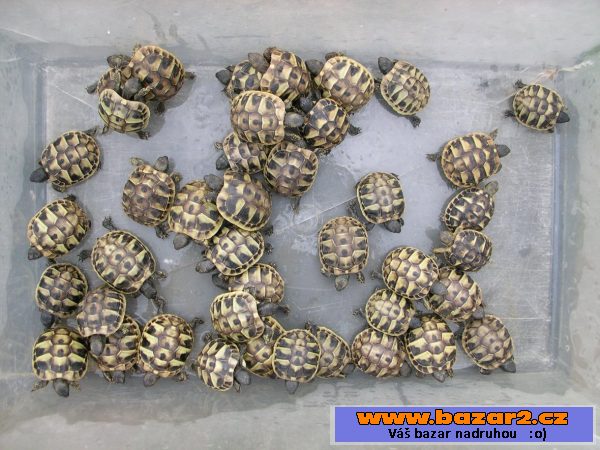 Želva zelenavá - Testudo hermanni
