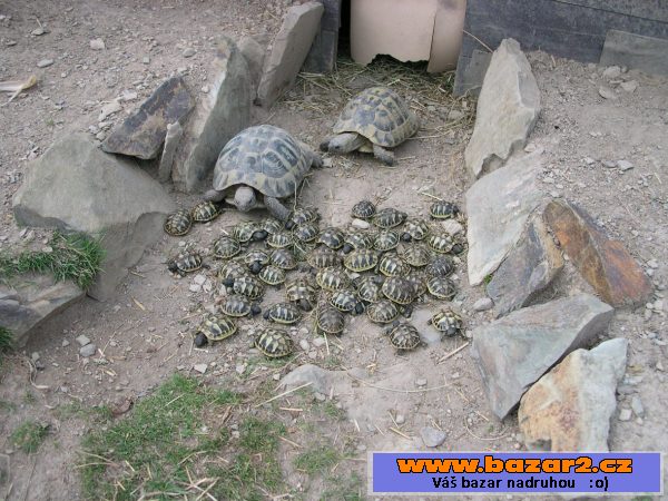 Želva zelenavá - Testudo hermanni