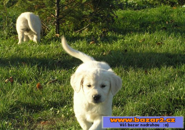 Zlatý retriever, štěňátka -pejskové
