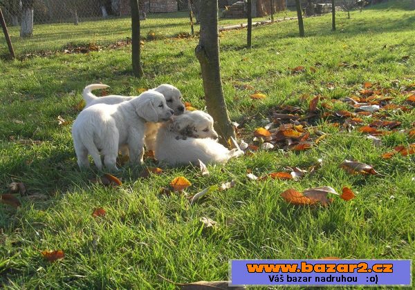 Zlatý retriever, štěňátka -pejskové