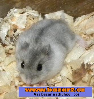 Křeček Džungarský
