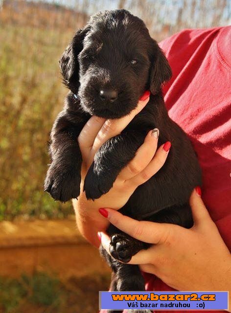 Štěňata flat coated retrievera s PP