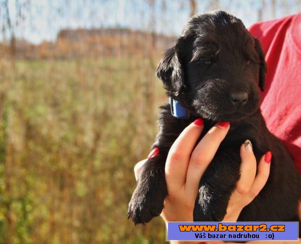 Štěňata flat coated retrievera s PP