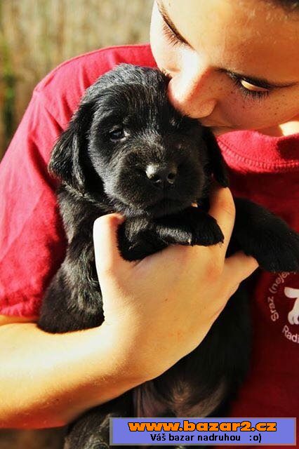 Štěňata flat coated retrievera s PP