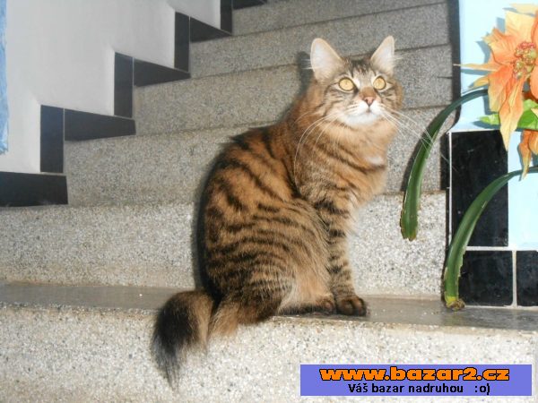 Kurilský bobtail + PP - malý rys