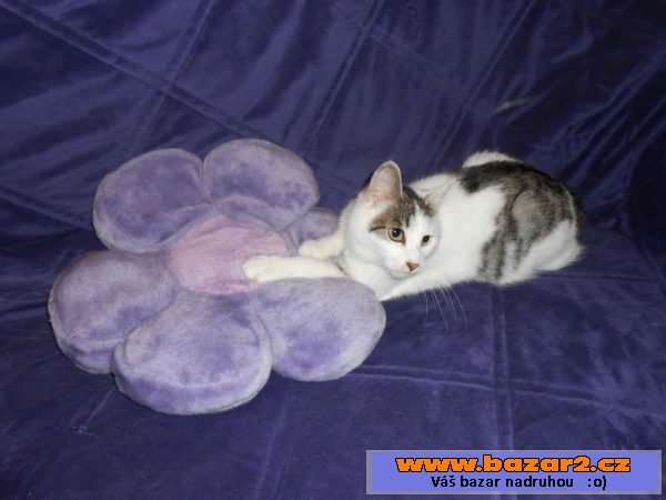 Kurilský bobtail + PP - malý rys