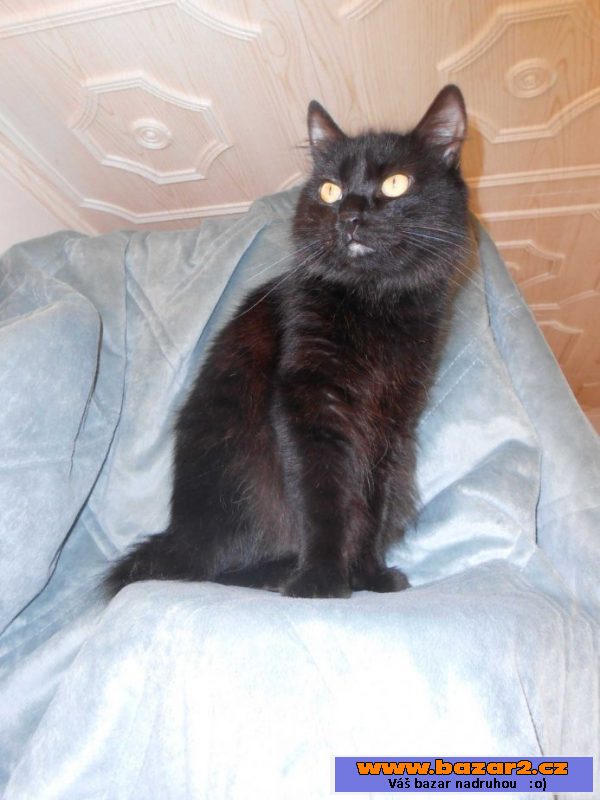 Kurilský bobtail + PP - malý rys