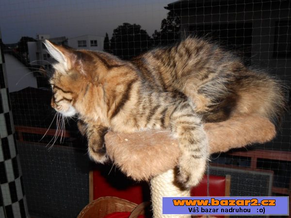 Kurilský bobtail + PP - malý rys