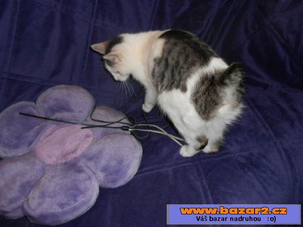 Kurilský bobtail + PP - malý rys
