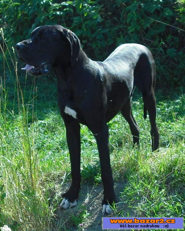 Německá doga - štěně 