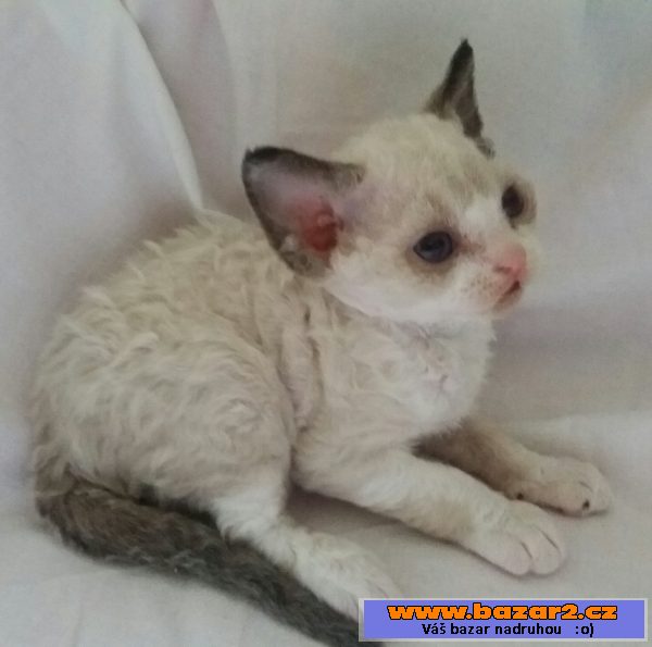 Devon Rex s PP