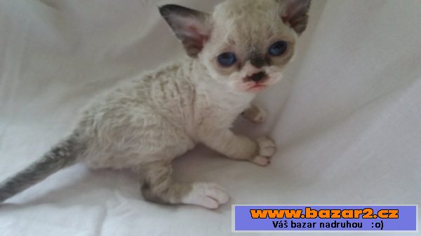 Devon Rex s PP