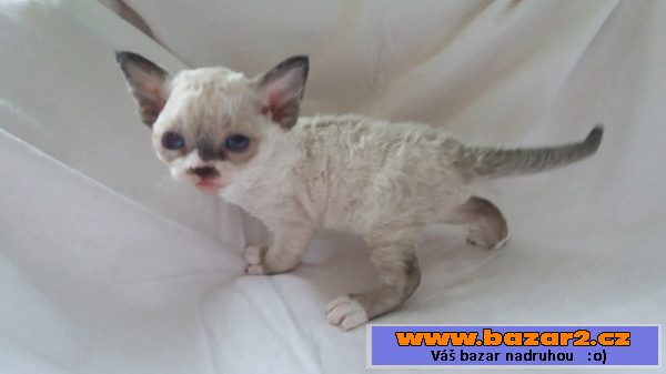 Devon Rex s PP