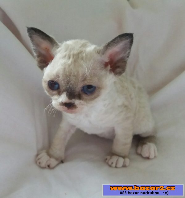 Devon Rex s PP