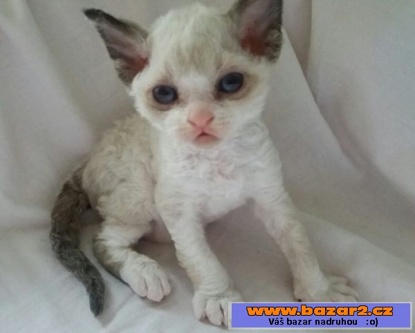 Devon Rex s PP