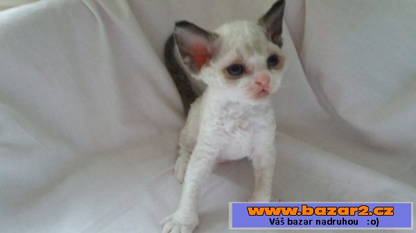 Devon Rex s PP