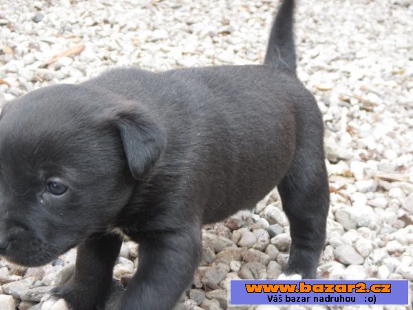 Kříženec malamuta s labradorem 
