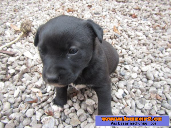 Kříženec malamuta s labradorem 