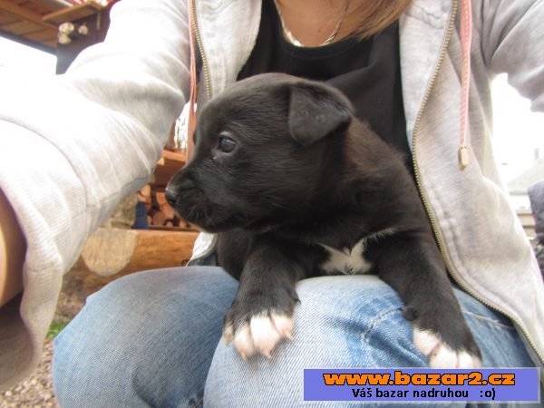 Kříženec malamuta s labradorem 