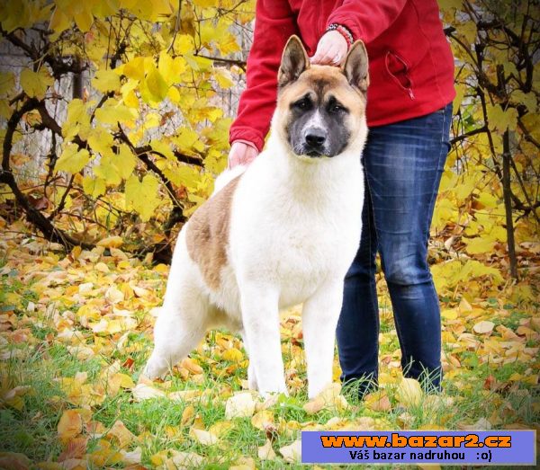 Americká akita s PP