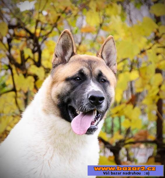 Americká akita s PP
