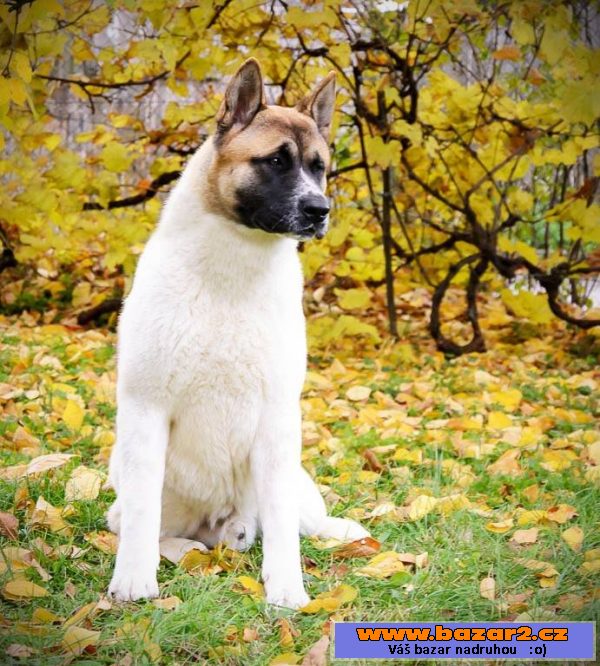 Americká akita s PP