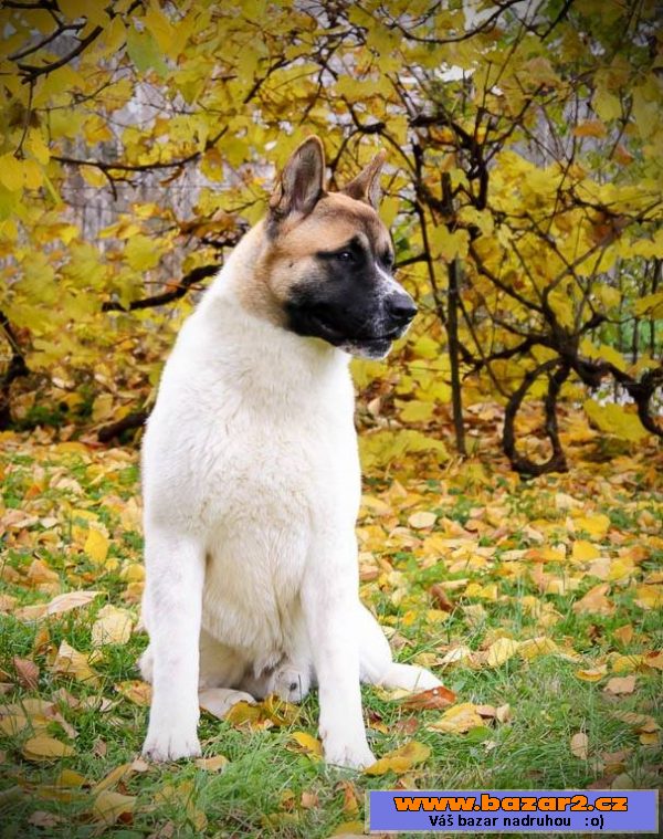 Americká akita s PP