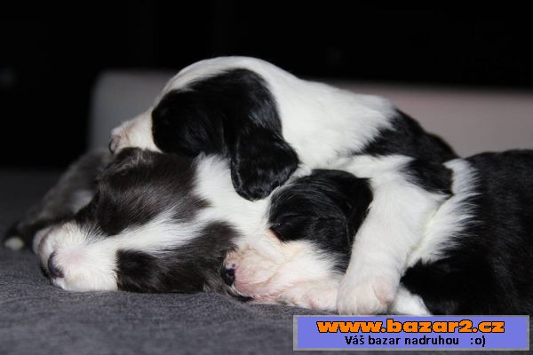 Bearded collie - kolie