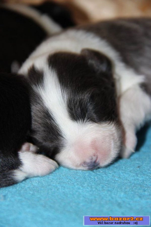 Bearded collie - kolie
