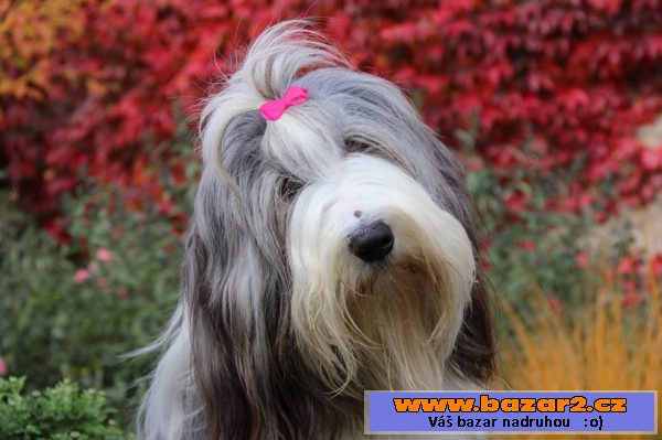 Bearded collie - kolie