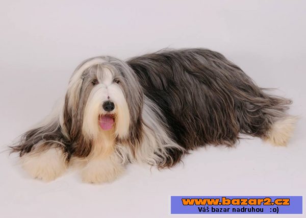 Bearded collie - kolie