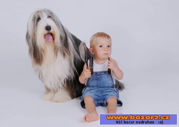 Bearded collie - kolie