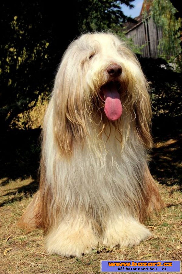 Bearded collie - kolie